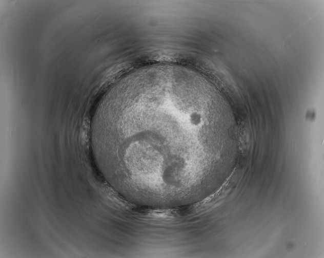 X0000098230175200805081231