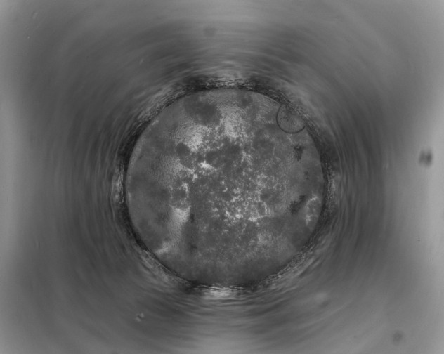 X0000098230177200805081231