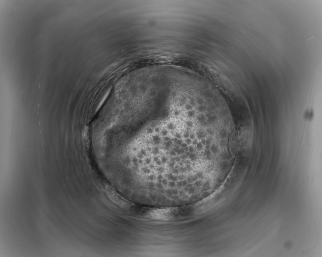 X0000098230178200805081231