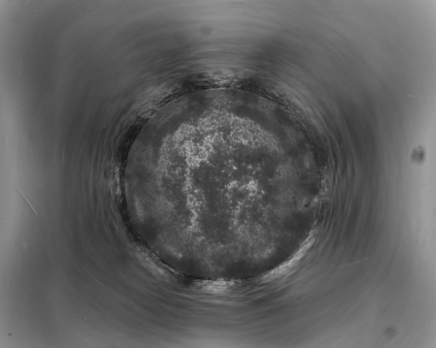 X0000098230182200805081231