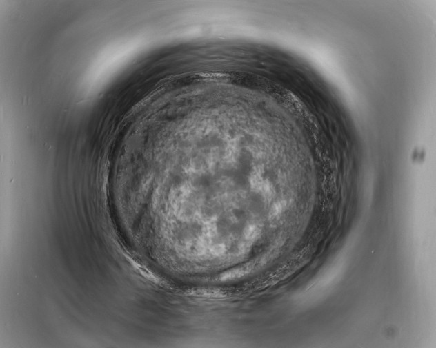 X0000098230194200805081230