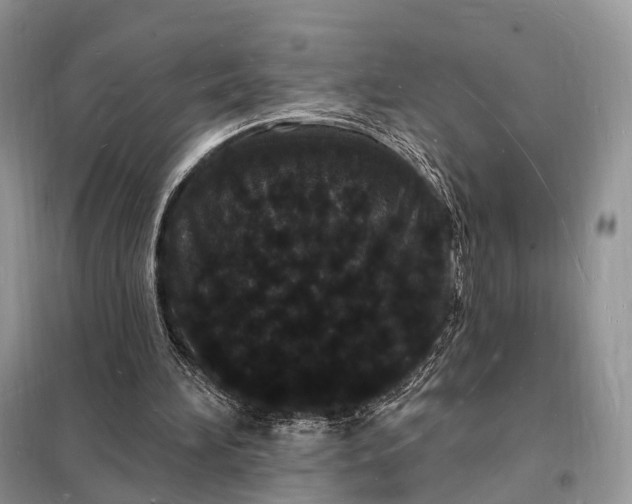 X0000098230196200805081230