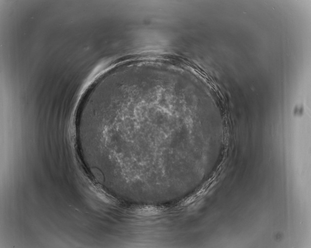 X0000098230198200805081230