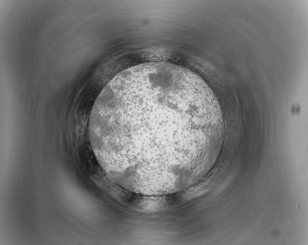 X0000098230240200805081229