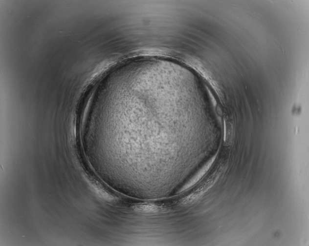 X0000098230253200805081229