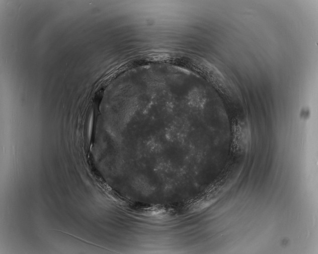 X0000098230267200805081229