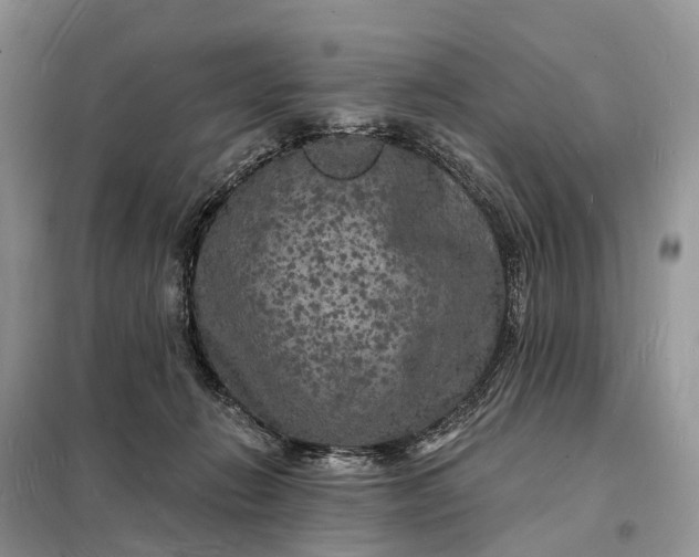 X0000098230270200805081229