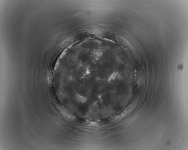 X0000098230285200805081229