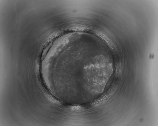 X0000098230309200805081228