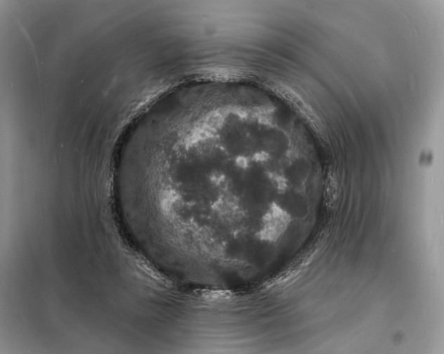 X0000098230355200805081227