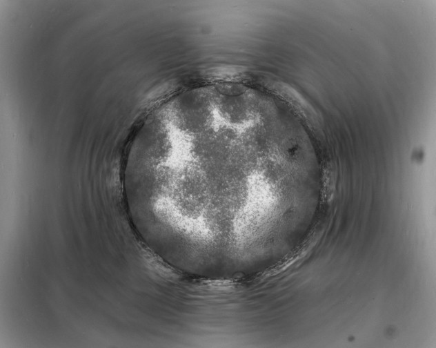 X0000098230377200805081228