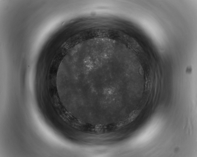 X0000098230383200805081228