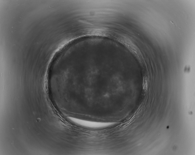 X0000098230388200805081227