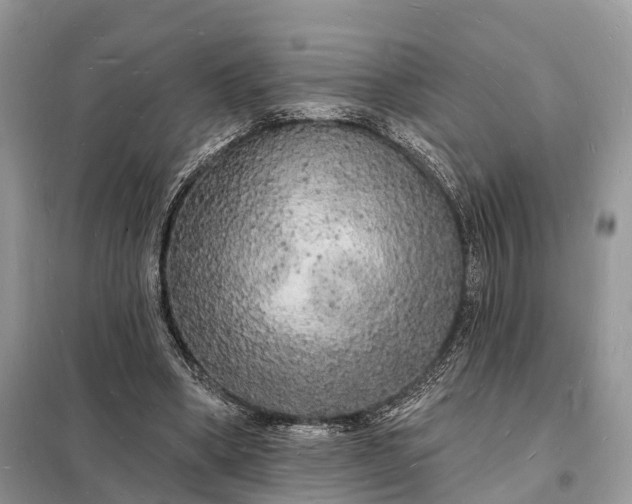 X0000098230394200805081227