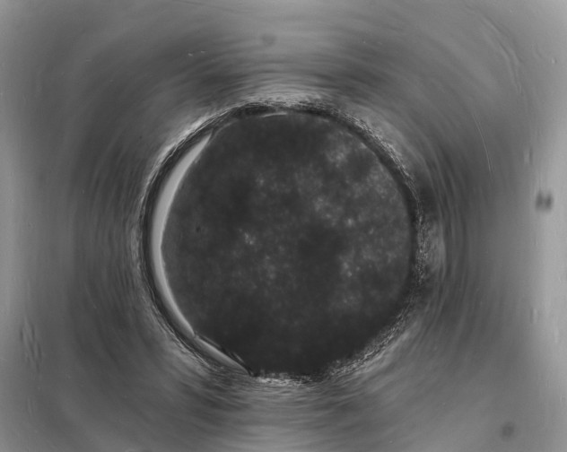 X0000098230399200805081227