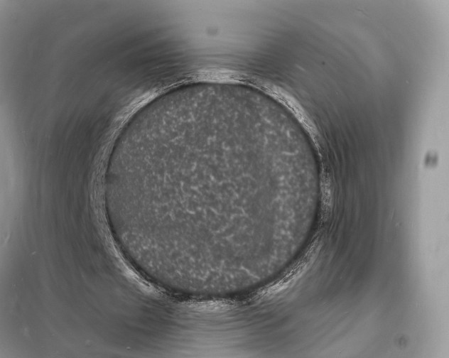 X0000098230433200805081225