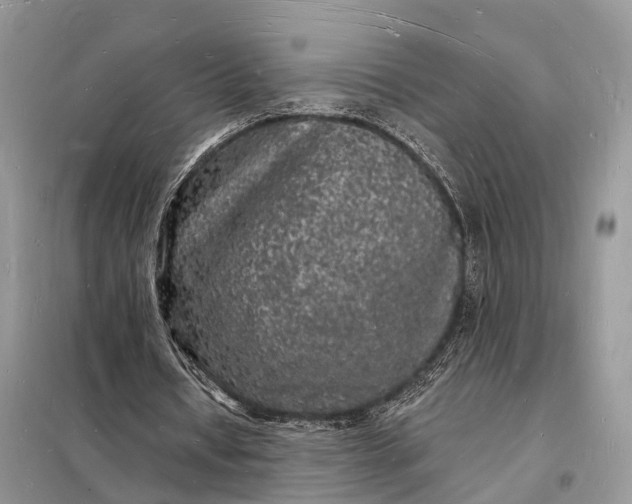 X0000098230434200805081225