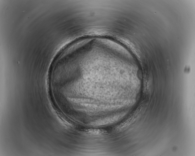 X0000098230439200805081225