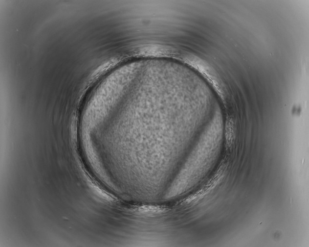 X0000098230445200805081226