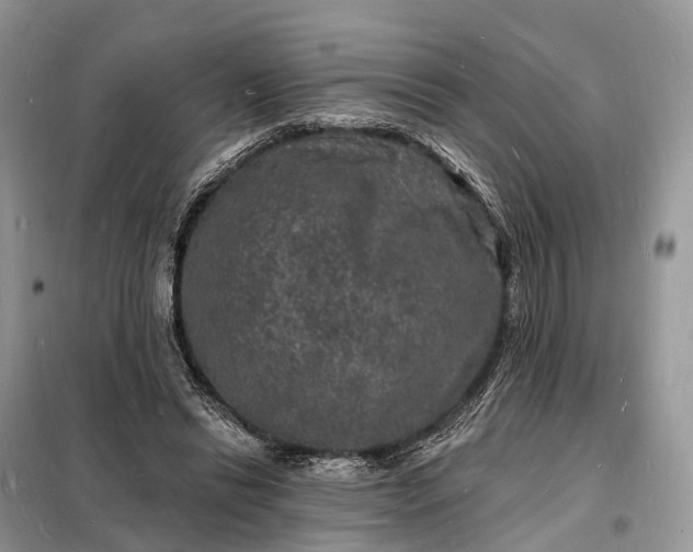 X0000098230446200805081226