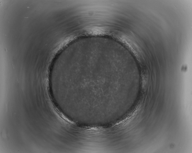 X0000098230447200805081226