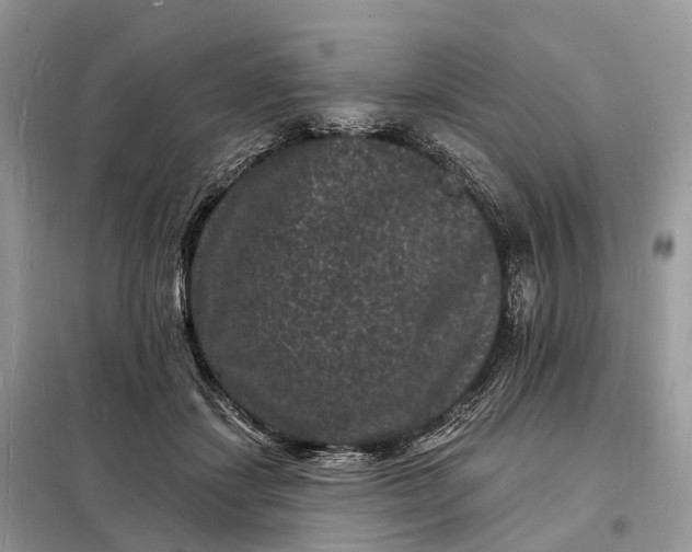 X0000098230459200805081226