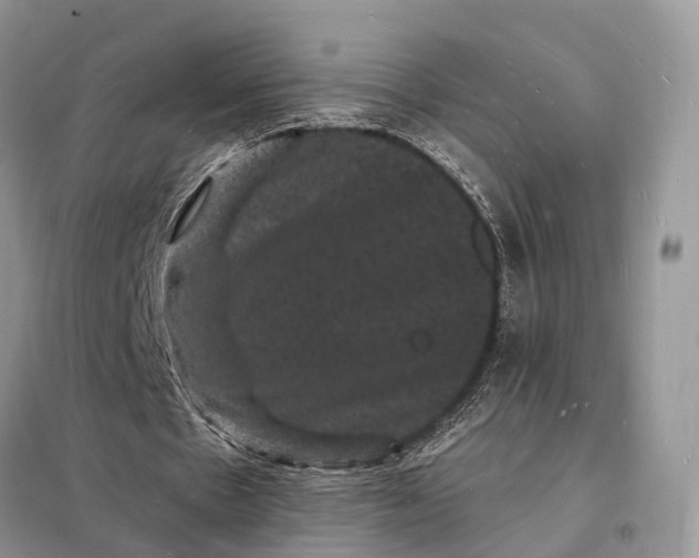 X0000098230481200805081225