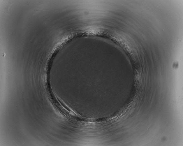 X0000098230496200805081225