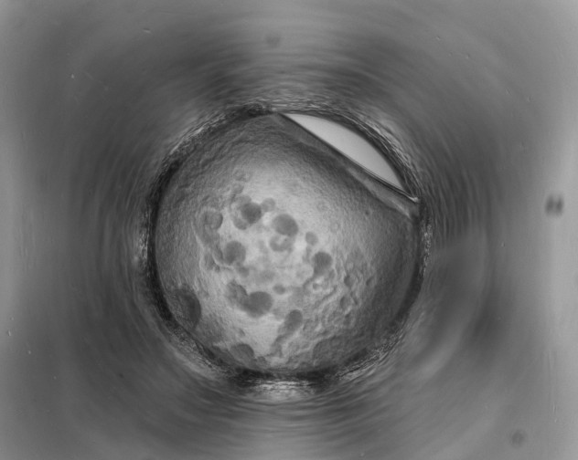 X0000098230499200805081225