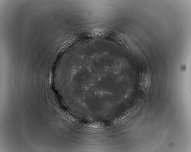 X0000098230563200805081224