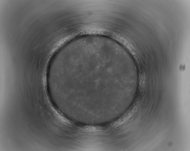 X0000098230629200805081223