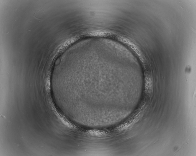 X0000098230633200805081223