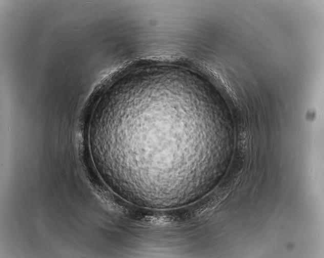 X0000098230688200805081222