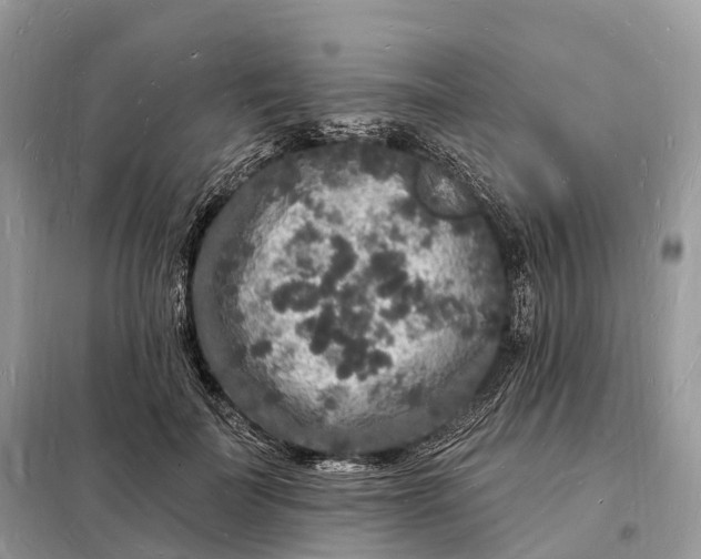 X0000098230699200805081222