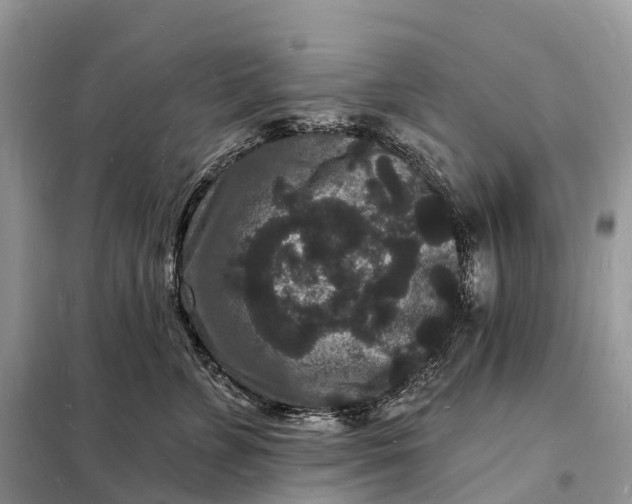 X0000098230715200805081222