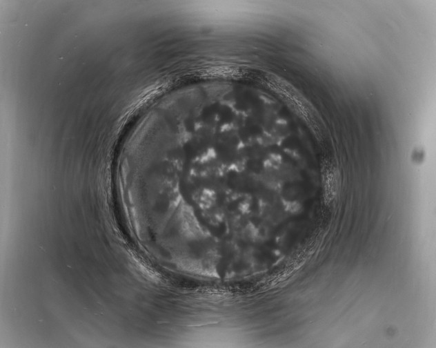 X0000098230729200805081221