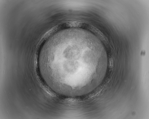 X0000098230733200805081221