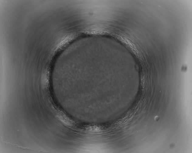 X0000098230735200805081221