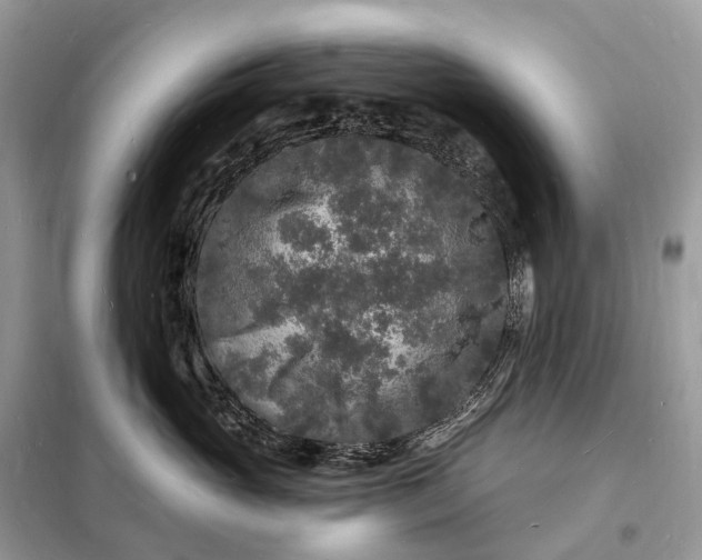 X0000098230765200805081222