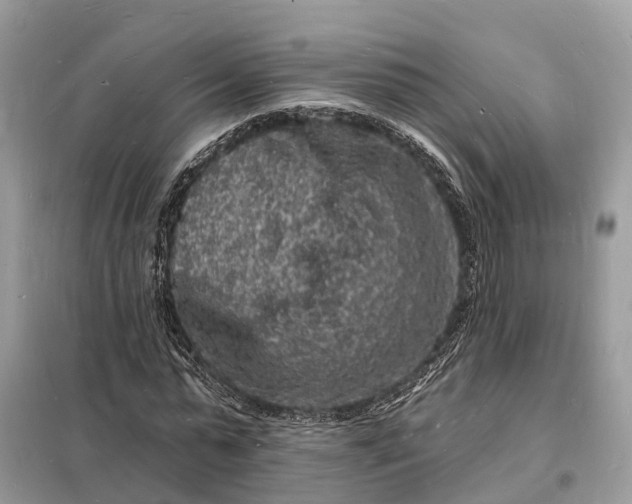 X0000098230775200805081221