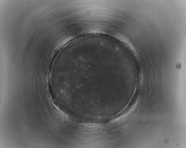 X0000098230785200805081221