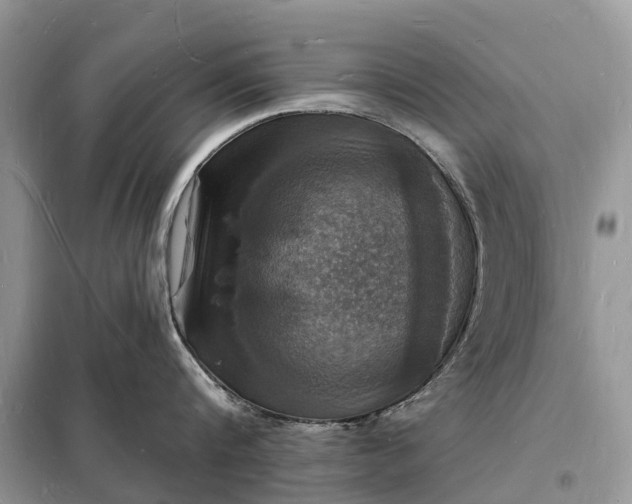 X0000098230816200805081220