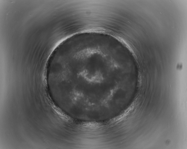 X0000098230830200805081220