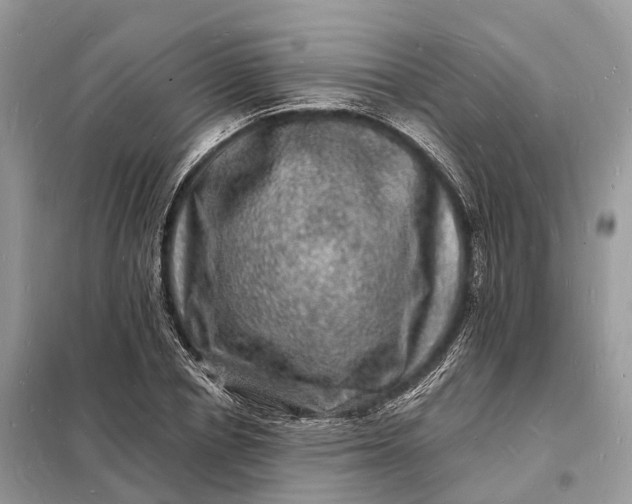 X0000098230834200805081220