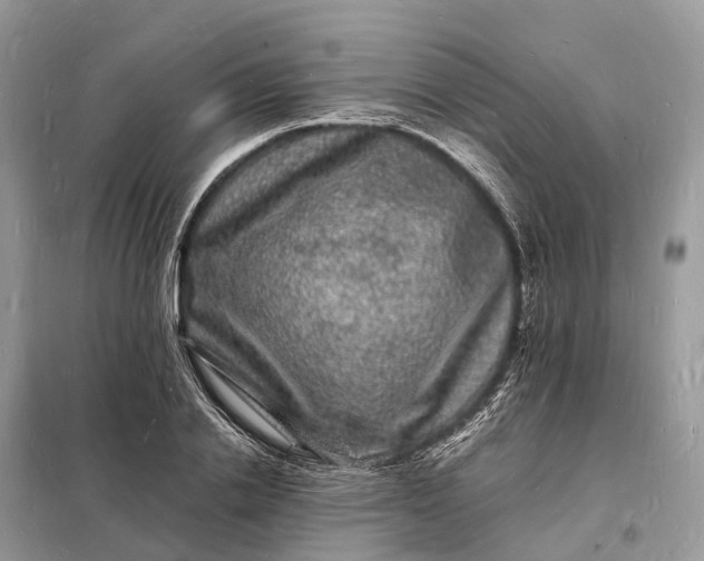 X0000098230838200805081220