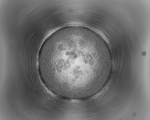 X0000098230839200805081220