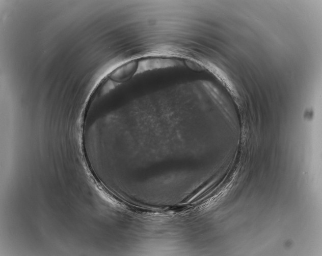 X0000098230854200805081220