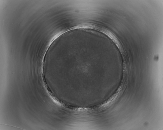 X0000098230858200805081220