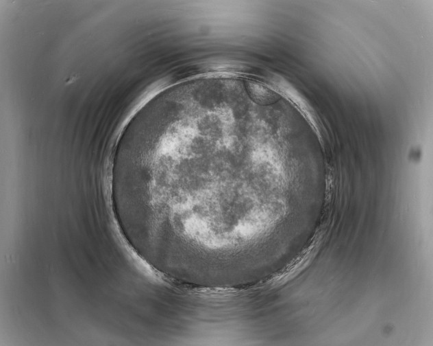 X0000098230859200805081220