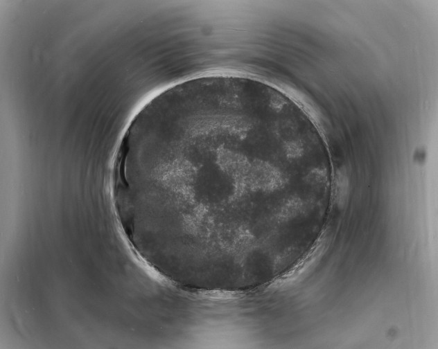 X0000098230862200805081220